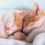 ng官网的使用技巧与最佳实践分享 rcis5npw